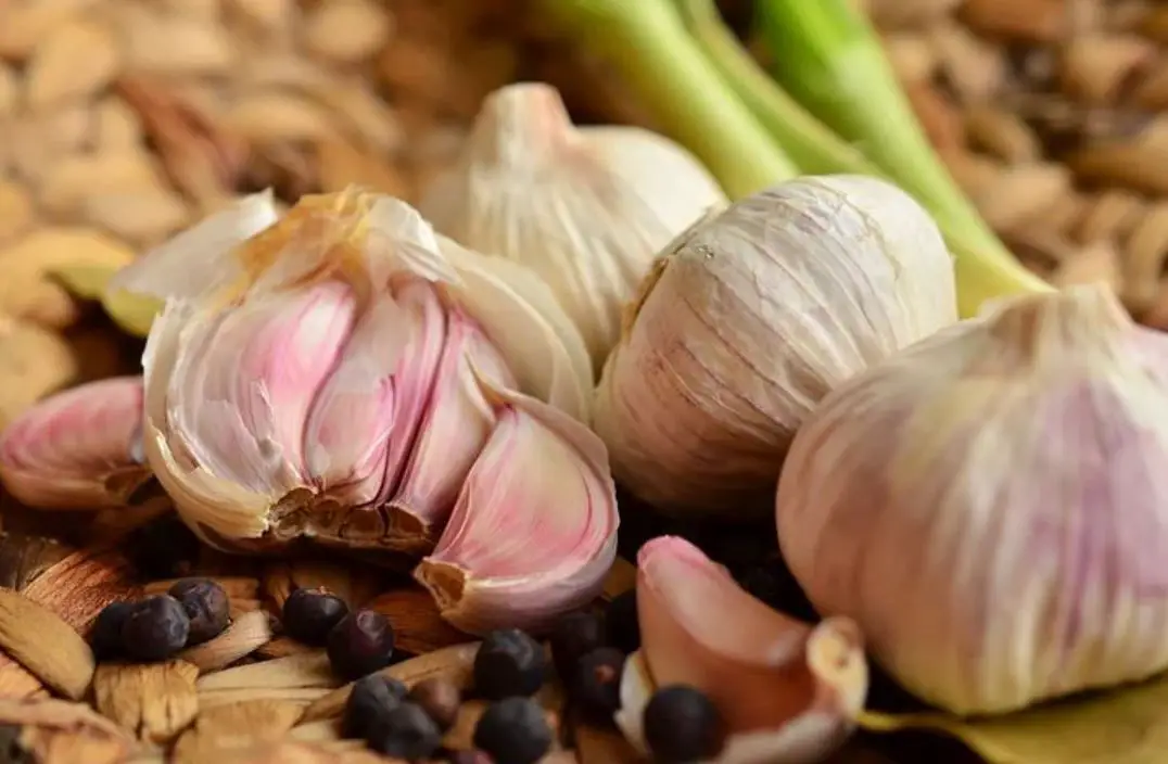 When to plant Garlic