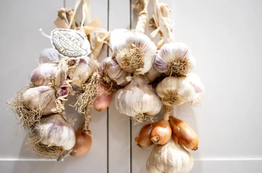 Grow Garlic indoors