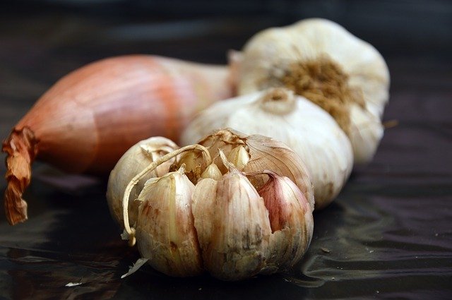 garlic pests