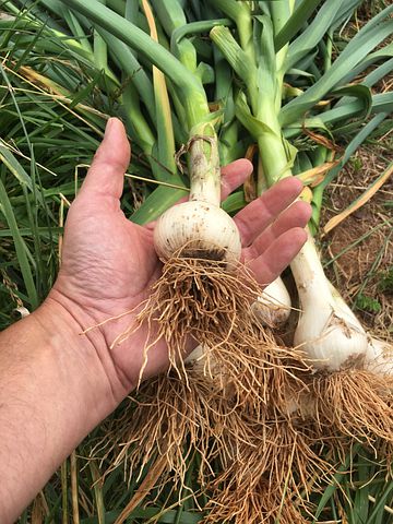 Harvesting garlic bulbs