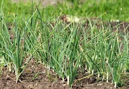 when to harvest Spring garlic
