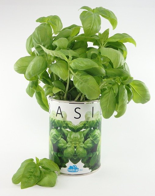 Grow Basil from Cuttings