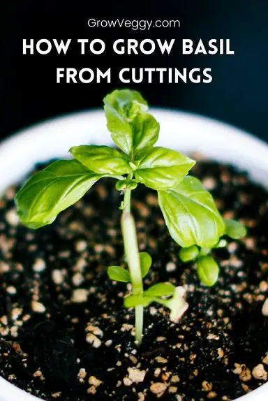 Grow Basil from cuttings