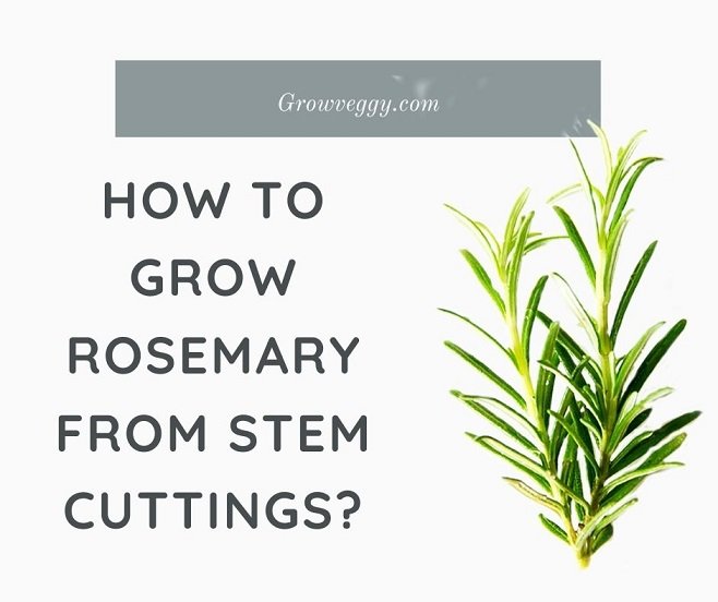 Grow Rosemary from Cuttings