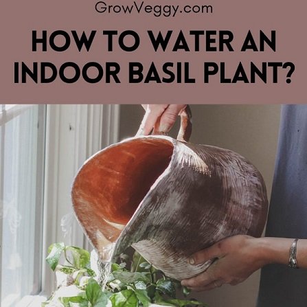 How to water an indoor basil plant