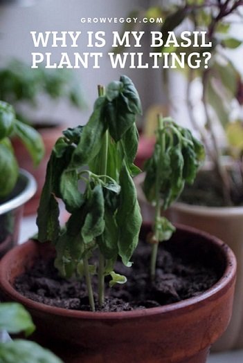 basil-plant-wilting
