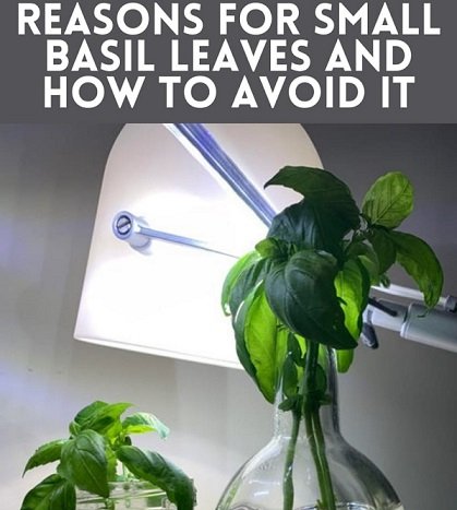 Basil Leaves small
