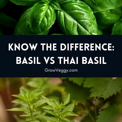 Thai basil Vs Regular basil