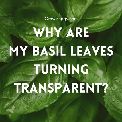 basil leaves transparent