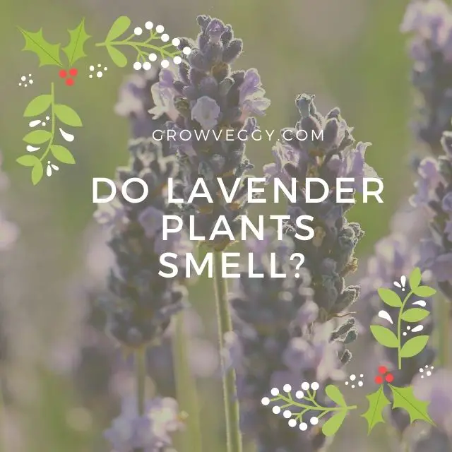 Do Lavender Plants Smell