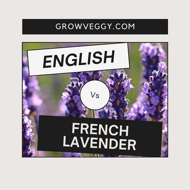 English vs French Lavender