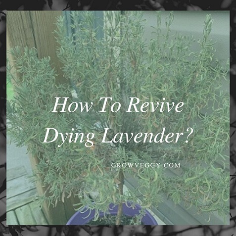 How To Revive Dying Lavender