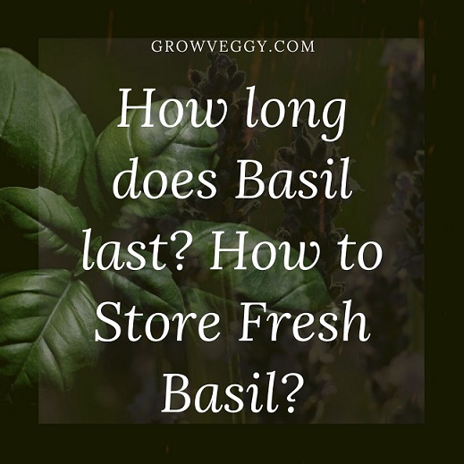 How long does Basil last How to Store Fresh Basil
