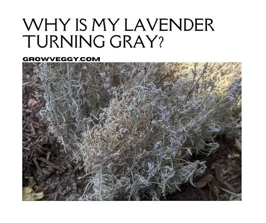 Lavender Turning Gray