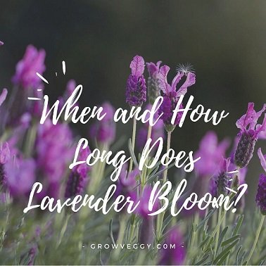 When and How Long Does Lavender Bloom