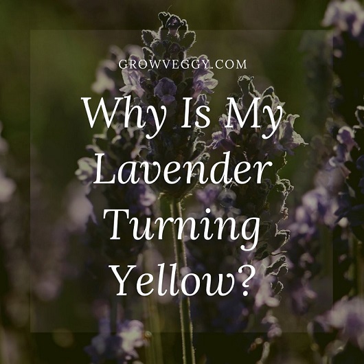 Why Is My Lavender Turning Yellow