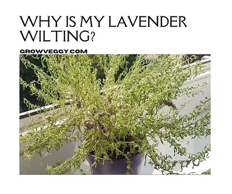 Why Is My Lavender Wilting