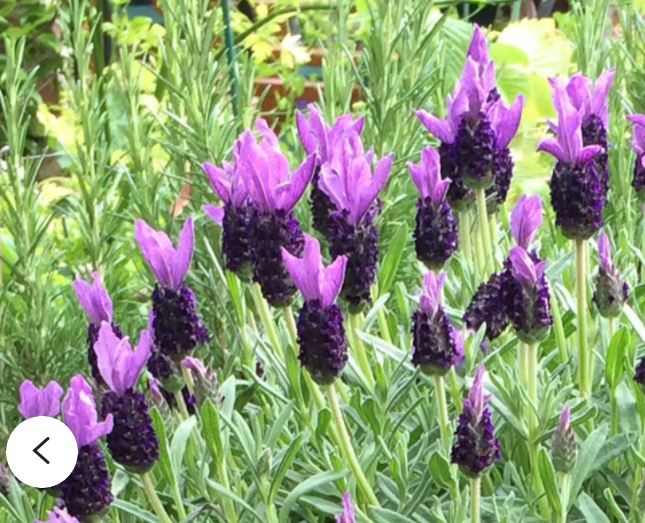 French Lavender - Best Lavender Plant For Growing Indoors