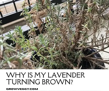 Lavender turning brown
