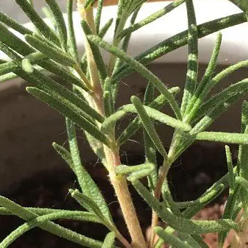 Remove spider mites on Rosemary