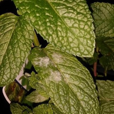 white spots on mint leaves