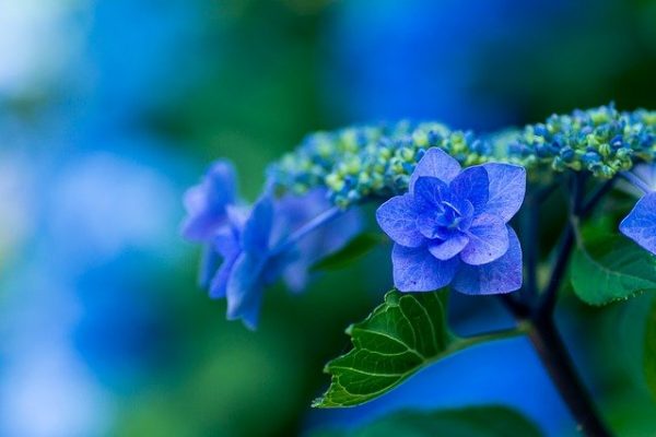 15 Best Blue Hydrangea Varieties and How to Choose between them?