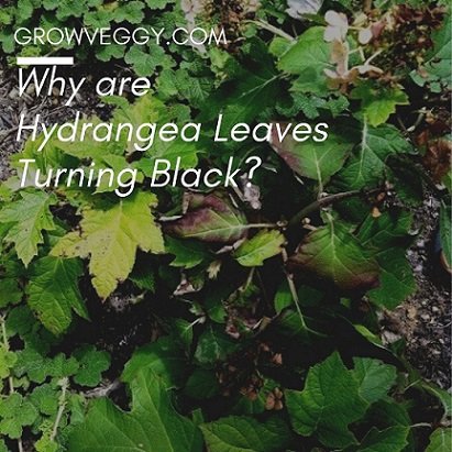 Hydrangea Leaves Turning Black
