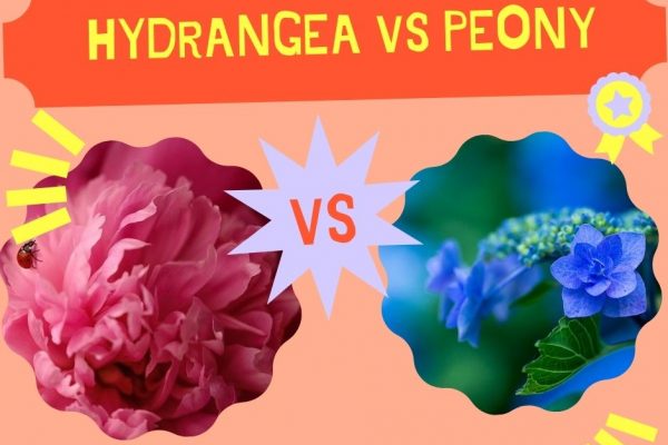 Hydrangea Vs Peony – Which one should you choose?