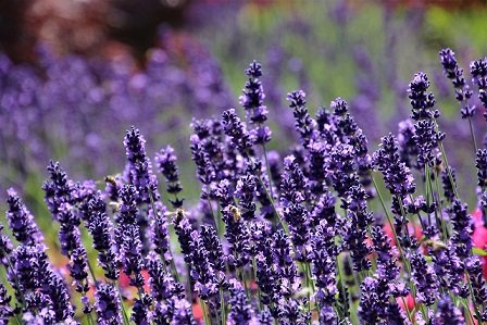 Lavender Provence 2