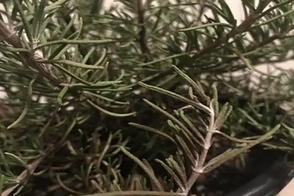 Why do Rosemary leaves turn black? Explained with Solutions