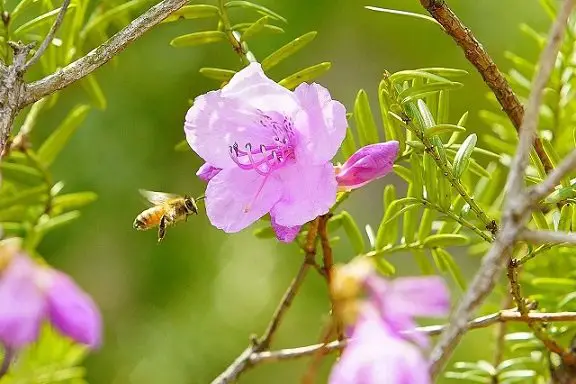 Azalea Bushes Attract Bees