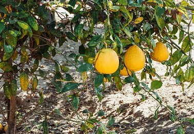 Lemon Trees Grow In Shade