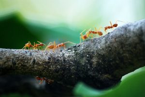 Ants On My Lemon Tree 2 300x201 