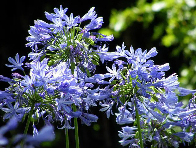 Where to Plant Agapanthus