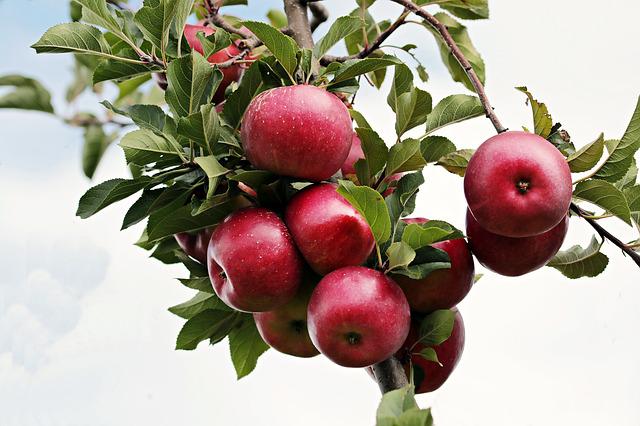 Apple- best fruit trees to grow in Texas