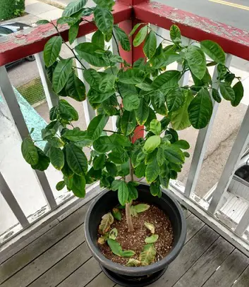 Problems of Growing Lemon Trees in Pots