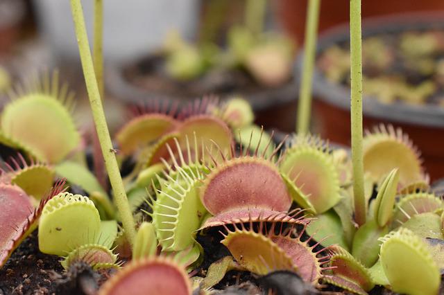 Best GrowLight For Venus Flytrap Plants