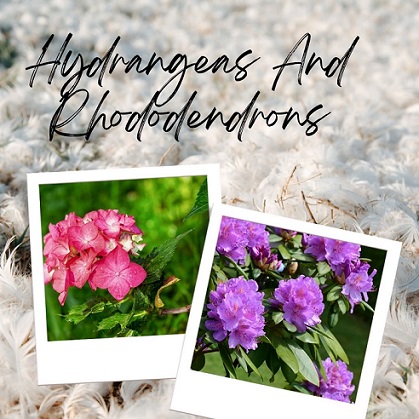 Hydrangeas and Rhododendrons