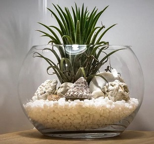 Grow Plants In Glass Containers