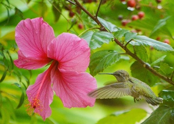 Hummingbirds Like Hibiscus Plants