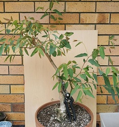 Rainbow Eucalyptus Bonsai