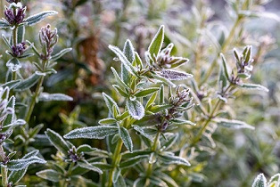 Thyme Survive Winter