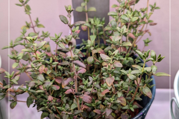 Thyme Leaves Turning Purple | Causes & Fixes
