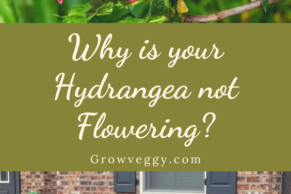 Why is your Hydrangea not Flowering?