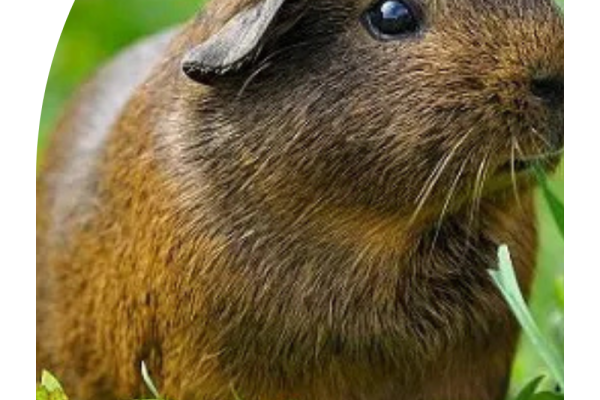 Can Guinea Pigs Eat Rosemary? Why They Should and Shouldn’t?