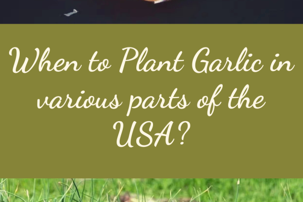 When to Plant Garlic in various parts of the USA?