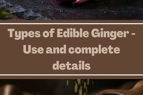 Types of Edible Ginger – Use and complete details